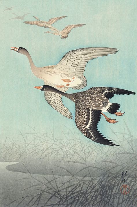 Great geese in flight (1925 - 1936) by Ohara Koson (1877-1945). Original from The Rijksmuseum. Digitally enhanced by rawpixel. | free image by rawpixel.com / Rijksmuseum (Source) Japanese Wood Block Art, Japanese Wall Decor, Shin Hanga, Wild Geese, Japanese Bird, Ohara Koson, Kanazawa, Bird Art Print, Henri Rousseau