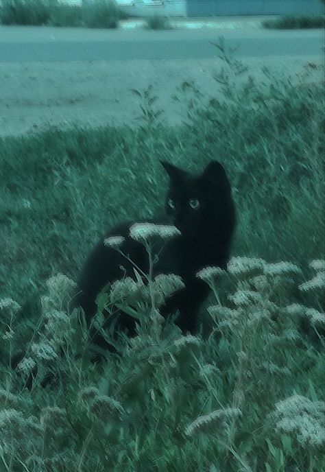 Dreamy Cat Aesthetic, Mysterious Cat Aesthetic, My Animal Vibe, Cute Black Cats Aesthetic, Black Kitty Pfp, Black Cat Asthetics Photos, Black Cat At Night, Logancore Aesthetic, Nikocore Aesthetic