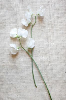 Sweet Pea Bridal Bouquet, Bridal Flowers Bouquet, White Sweet Pea, Sweet Pea Tattoo, Sweet Pea Bouquet, Sweet Pea Flowers, Sweet Tattoos, Bridal Bouquet Flowers, Flower Guide