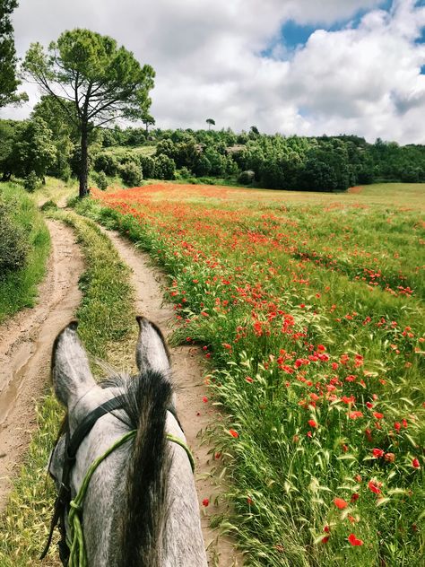 Trail Rides Horses, Trail Riding Horses, Equestrian Quotes, Saddle Rack, Equestrian Problems, Horse Western, Horse Trail, Horse Training Tips, Barrel Horse