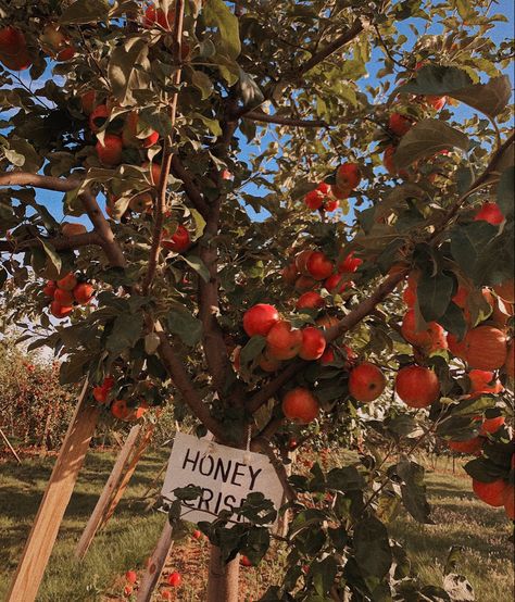 Dessert Apple, Fall Autumn Aesthetic, Apple Garden, Fall Dates, Apple Dessert, Fall Mood Board, Fall Bucket List, Fall Apples, Fall Inspo