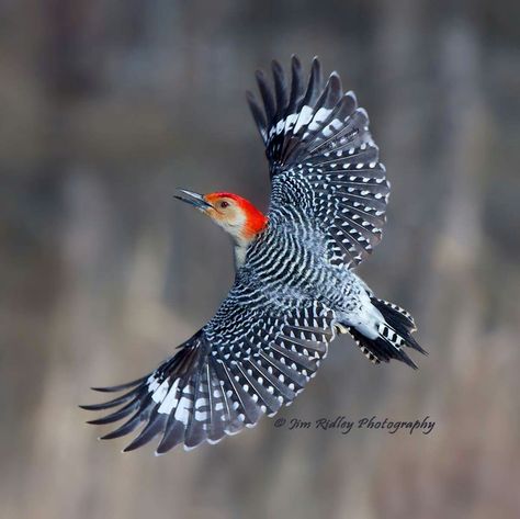 Woodpecker Flying, Red Bellied Woodpecker, Fly Drawing, Tropical Animals, Precious Animals, Woodpeckers, Paper Birds, Feather Painting, Wildlife Photos