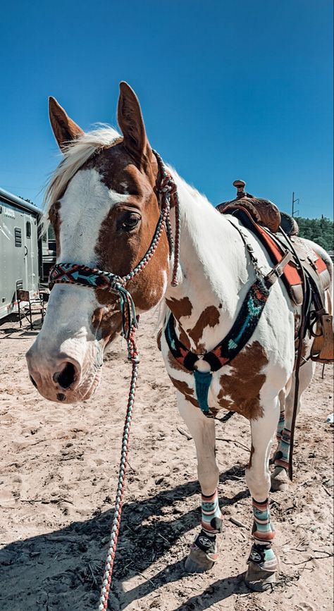 Barrel Racing Tack Rodeo, Western Horse Riding, Cute Horse Pictures, Baby Farm Animals, Barrel Racing Horses, Rodeo Horses, Barrel Horse, Horse Wallpaper, Horse Aesthetic