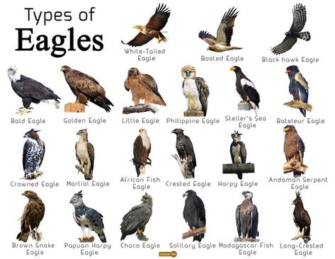 Did you know there are multiple types of eagles? What kind do you most commonly see? #eagles #eagletypes #eaglesnest #eagledecor Eagle Facts, Crowned Eagle, Types Of Eagles, Eagle Illustration, Animal Infographic, Philippine Eagle, Eagle Svg, Eagle Silhouette, Harpy Eagle