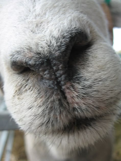 A Herdwick nose! Wow, that's up close and personal. Goat Nose Drawing, Goat Reference, Sheep Reference, Close Up Animals, Rodeo Art Ideas, Sheep Photos, Herdwick Sheep, Lamb Drawing, Its So Fluffy