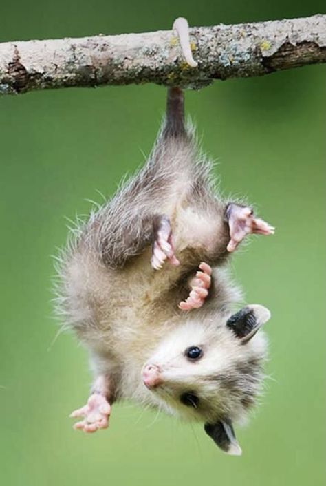 Baby Possum, Awesome Possum, Animal Reference, Pretty Animals, Animal References, Biome, Silly Animals, Cute Wild Animals, Little Animals