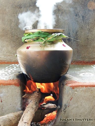 Pongal Festival Photography, Pongal Celebration Photography, Pongal Aesthetic, Pongal Photography, பொங்கல் நல்வாழ்த்துக்கள், Tamilnadu Village, Pongal Photos, Pongal Greetings, Tamil Aesthetic