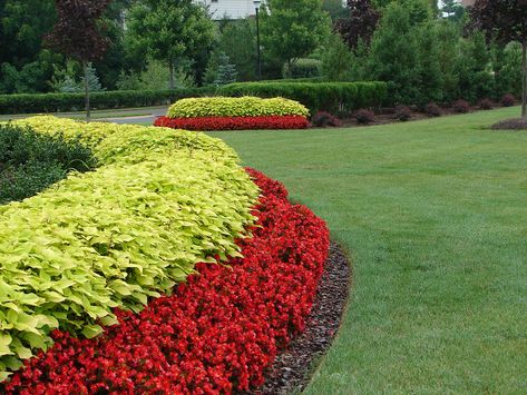 Red begonia and yellow coleus.  Installed and maintained by HLS, LLC Red Begonia, Raised Flower Bed, Begonia Flower, Small Garden Landscape, Commercial Landscaping, Backyard Garden Landscape, Diy Raised Garden, Cottage Garden Design, Garden Wallpaper