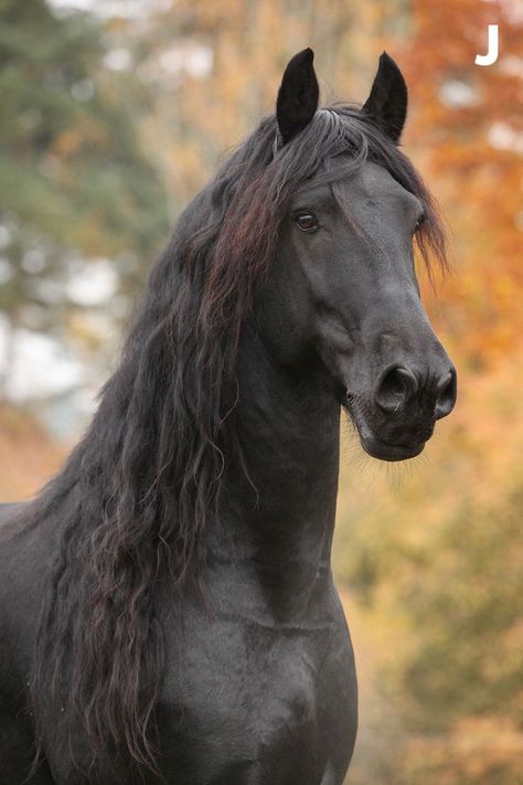 Tous les chevaux sont magnifiques bien évidemment, mais il existe quelques races de chevaux uniques qui sont extraordinaires par leur apparence. L'akhal-teke se caractérise par le lustre métallique de son pelage qui brille et éblouit dès que la lumière le frappe. Le frison est une véritables "beauté noire" et est aussi gracieux que puissant. Le pur-sang Arabe est considéré comme la race de chevaux la plus authentique de toutes, ces chevaux sont connus pour leurs caractéristiques frappantes. Akhal-teke, Frappe, Anime