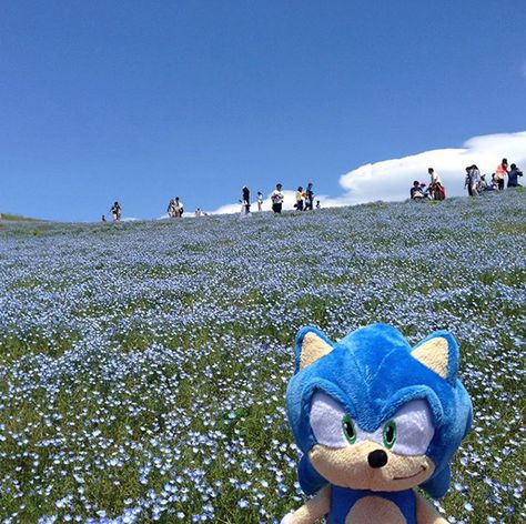 TIL Sega of Japan carries a Sonic plushie around Japan and takes pics of it in different settings - Album on Imgur Sonic Mania, Sonic Funny, Blue Hedgehog, Sonic Franchise, Sonic 3, Hedgehog Art, Sonic And Shadow, Sonic Boom, Sonic Art