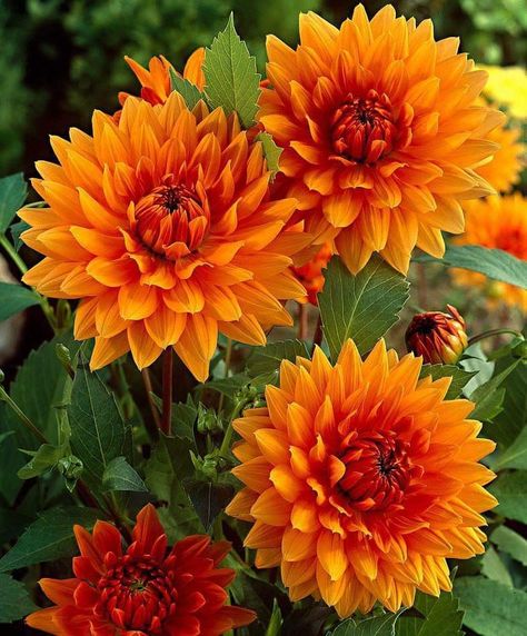 Dahlia Flower, Beautiful Flowers Pictures, Landscape Wallpaper, Exotic Flowers, Beautiful Blooms, Flowers Nature, Clematis, Flower Pictures, Orange Flowers