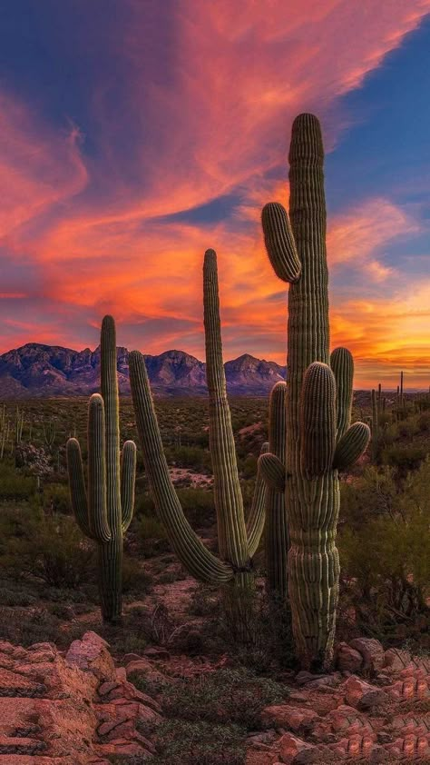 #aesthetic #sunset #photography #wallpaper #arizona #usa Sunset In The Desert, Desert Background Wallpapers, Arizona Wallpaper Iphone, Cactus Wallpaper Aesthetic, Desert Wallpaper Iphone, Cactus Wallpaper Iphone, Pictures Of Cactus, Arizona Wallpaper, Southwest Wallpaper