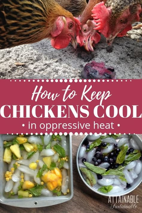 Summer time heat means hot chickens. And one hot chicken is one too many. With some simple, inexpensive tactics, you can keep your laying hens cool and happy during the summertime heat! Try implementing some of these tricks to make the heat more bearable for your hens and eliminate hot chickens in your coop. #chickens #poultry #homestead Diy Chicken Coop Backyard, Chicken Mental Stimulation, Chicken Enrichment Diy, Enrichment For Chickens, Chicken Coop Enrichment, Chicken Enrichment Ideas, Chicken Homestead, Chicken Enrichment, Chicken Run Ideas