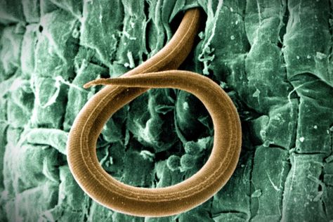 A new root-knot nematode species was identified in southwest China. Researchers are working to determine whether the parasite is as deadly as other species of nematodes. Chemical Synapse, Tanaman Tomat, Scale Insects, Good Environment, Mother Plant, Drought Tolerant, Types Of Plants, Habitat, Soil