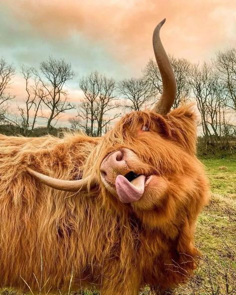 Cow Photography, Scottish Highland Cow, Special Halloween, Visit Scotland, October 31, Scottish Highlands, Highland Cow, Scotland, Cow