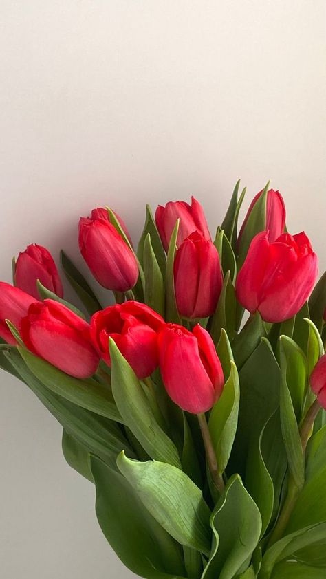 Boquette Flowers, Nothing But Flowers, Flowers Aesthetic, Flower Therapy, Beautiful Bouquet Of Flowers, Red Tulips, Spring Aesthetic, Ig Stories, Tulips Flowers