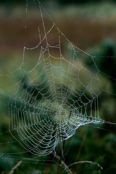 Spider Web Astethic, Real Spider Web, Spider Webs Aesthetic, Spiderweb Aesthetic, Spider Web Aesthetic, Spider Web Photography, Real Spiders, Spiders Web, Gothic Flowers