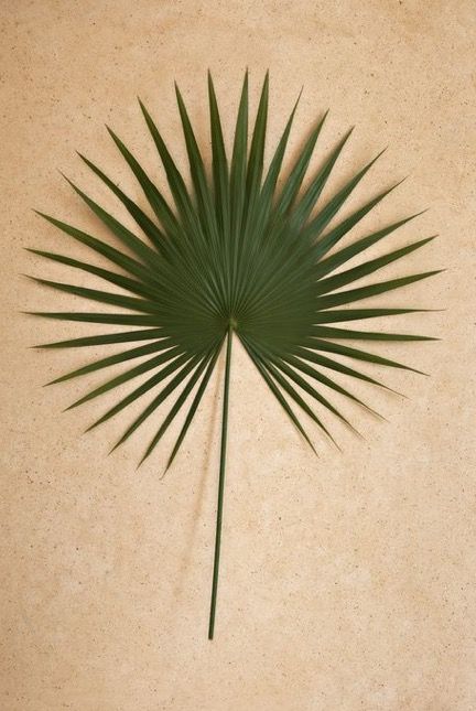 Fan Palm Tattoo, Palmetto Tattoo, Indigenous Cooking, Body Doodles, Fan Palm Leaf, Mac Logo, Chinese Fan Palm, Palmetto Leaf, Tropical Flower Tattoos