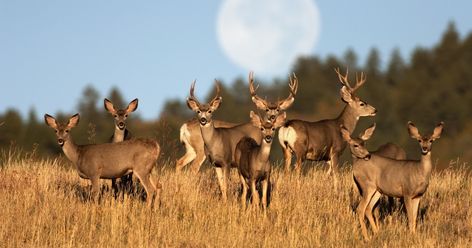 Herd Of Deer, Mountain Kingdom, Full Buck Moon, Buck Moon, Animal Creatures, Thunder Moon, Deer Meat, National Wildlife Federation, Wonderful Nature