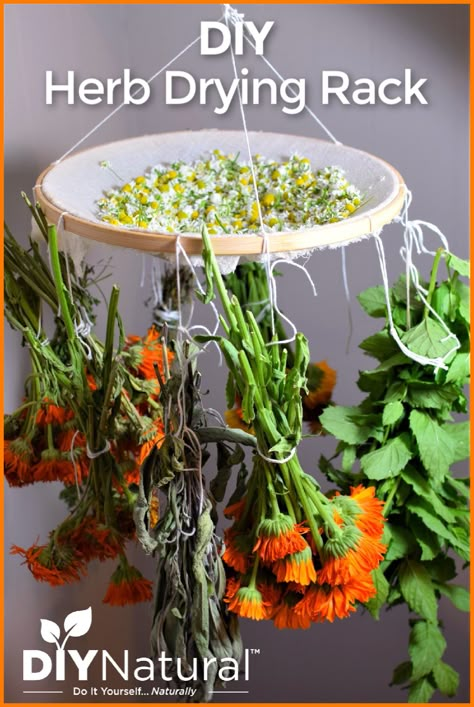 This DIY herb drying rack is the perfect space-saving solution to dry your herbs. It is affordable and useful and is made from simple household items. Diy Herb Hanging Rack, Drying Herb Rack, Diy Drying Rack Herbs, Hang Drying Herbs, Diy Herb Dryer, Drying Herbs For Tea, Dry Herbs Diy, How To Dry Herbs Natural, Diy Flower Drying Rack