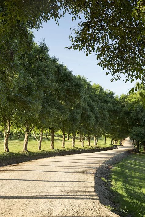 Landscaped Hill, Landscaping Aesthetic, House On Hill, Hill Landscape, Townhouse Interior, Farm Lifestyle, Red Hill, Mornington Peninsula, Countryside House