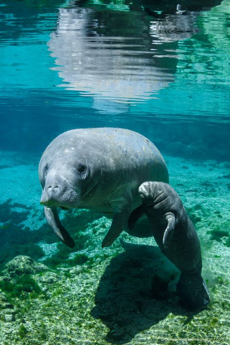 Manatee Mother and Calf––On the Cover | Manatee Tales Tattoo Nature, Animals Tattoo, Wallpaper Aesthetics, Sea Mammal, Sea Cow, Fluffy Cows, Beautiful Sea Creatures, Water Animals