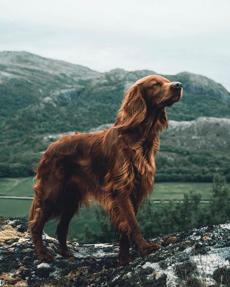 This Human And Dog Love Hiking Together In The Norwegian Wilderness, And Their Pics Are Absolutely Epic Dogs In Nature, Dog In Nature, Perro Cocker Spaniel, Dog Nature, Irish Setter Dogs, Irish Setters, Photos With Dog, 골든 리트리버, Beautiful Dog