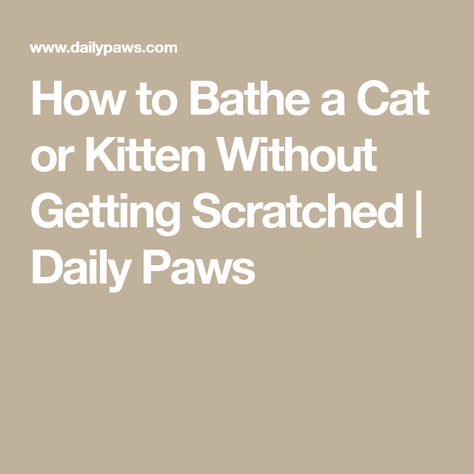 How to Bathe a Cat or Kitten Without Getting Scratched | Daily Paws How To Give A Cat A Bath, How To Bathe A Cat, Gastrointestinal Disease, Cat Shampoo, Mini Spa, Older Cats, Hairless Cat, How To Give, Cat Hair