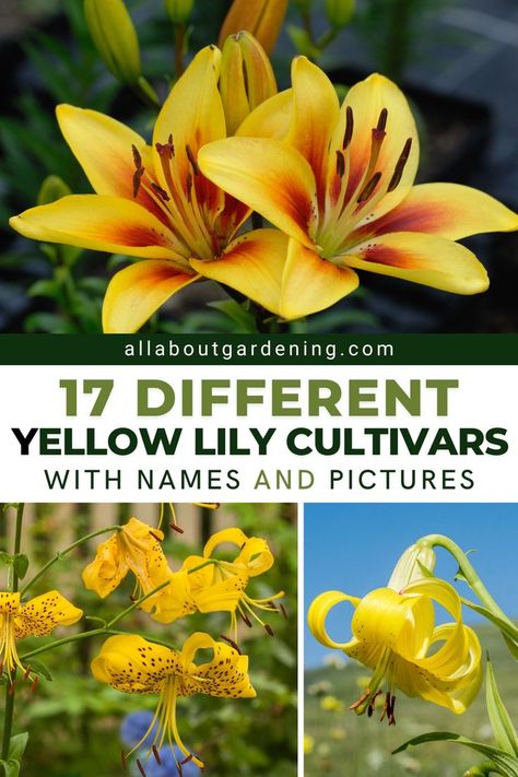 Are you looking for some bright flowers to add to your garden this season? In this article we will share our favorite varieties of yellow lilies you can grow this season, with names and pictures of each! Come take a look! Flower Planting Guide, Yellow Lilies, Bright Flowers, Lily Flower, Types Of Flowers, Flower Beds, Beautiful Flowers, Lily, Yellow