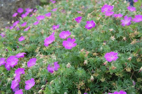 Martha Washington Geranium, Growing Geraniums, Geranium Sanguineum, Kew Gardens London, June Flower, Cranesbill Geranium, Geranium Plant, Flea Market Gardening, Hardy Geranium