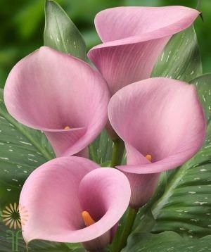 Calla Lily Centerpieces, Pink Calla Lily, Lily Centerpieces, Pink Calla Lilies, Calla Lily Bouquet Wedding, Mini Calla Lilies, Calla Lily Flowers, نباتات منزلية, Flower Bulbs