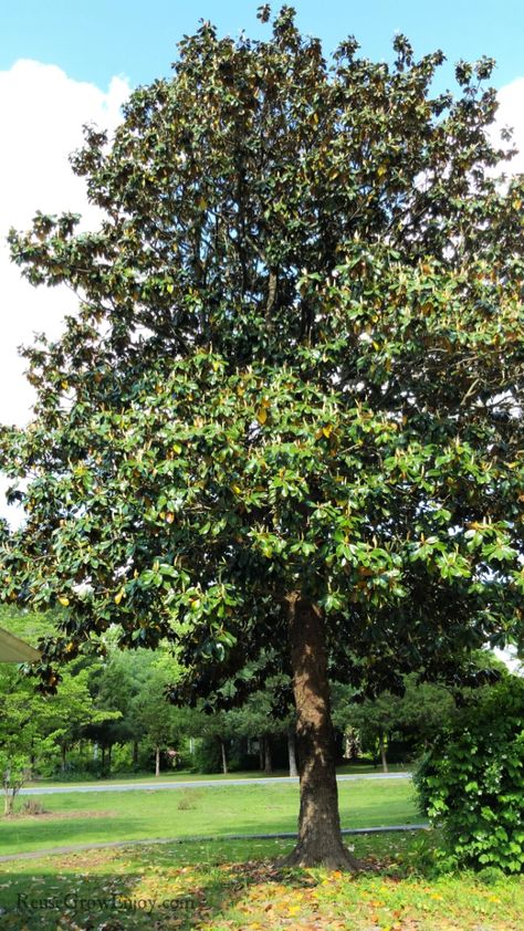 How To Grow A Magnolia Tree (Care And Growing Guide) - Reuse Grow Enjoy Magnolia Tree Care, Southern Magnolia Tree, Evergreen Magnolia, Huge Flowers, Southern Magnolia, Magnolia Tree, Specimen Trees, Magnolia Trees, Tree Trimming