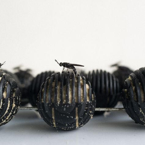 Black Soldier Fly Farming, Black Soldier Fly, Greenhouse Farming, Insect Photography, Worm Farm, Garden Projects, Soldier, Insects, Stud Earrings