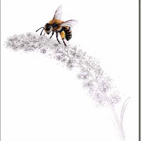 observations and inspirations from nature Flying Bee Tattoo, Butterfly Bush Tattoo, Bush Tattoo, Bee Tattoo Ideas, Honey Bee Tattoo, Flying Bee, Bee Tattoos, Bumble Bee Tattoo, Bee Artwork