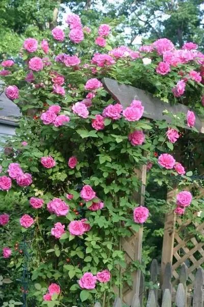 Roses Types, Thornless Climbing Roses, New Dawn Climbing Rose, Climbing Roses Trellis, White Climbing Roses, Floribunda Roses, Shade Roses, Hybrid Tea Rose, Rose Care