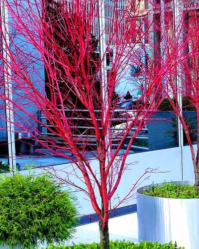 10 Surprising Things About Growing Beautiful Japanese Maples - Page 10 of 11 - From House To Home Sango Kaku, Coral Bark Maple, Japanese Maple Varieties, Acer Trees, Coral Bark Japanese Maple, Japanese Maples, Buy Plants Online, Japanese Maple Tree, Acer Palmatum