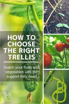 From types of trelli Vertical Vegetable Gardens, Gutter Garden, Hidden Vegetables, Types Of Tomatoes, Trellis Ideas, Vertical Vegetable Garden, Types Of Herbs, Growing Pumpkins, Vertical Herb Garden