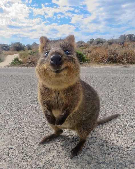 Nature 🌍 on Instagram: “This is the Australian Quokka, the happiest animal on earth😄 1, 2, 3, 4, or 5?🐿 Which one is your favorite? Follow @roam for more!👈…” An Animal, Road, On Instagram, Instagram