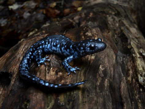 Name: Blue-Spotted Salamander (Ambystoma laterale); Range: NE US & Canada; Status: Least Concern Amazing Frog, What A Beautiful World, Vivarium, Animal Wallpaper, Amphibians, Beautiful World, Animal Photography, Reptiles, Concept Art