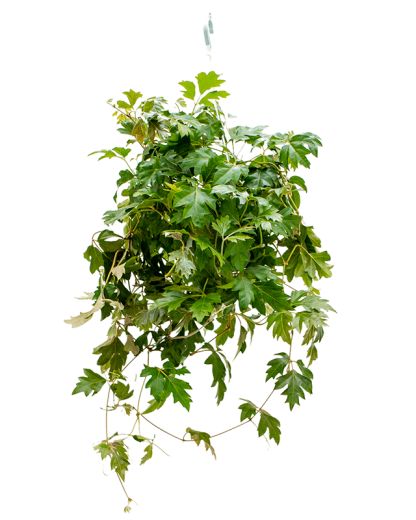 Cissus Rhombifolia Ellen Danica 40 cm Grape Ivy, Indoor House Plants, Easy Care Plants, Interior Plants, House Plants Indoor, Low Lights, All Plants, Urban Garden, Live Plants