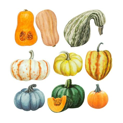 Fall Gourds, Pumpkin Drawing, Pumpkin Illustration, Autumn Stickers, Easy Watercolor, Fall Pictures, Autumn Art, Autumn Inspiration, Art Drawings Sketches