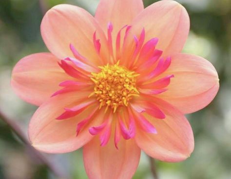 Flower photos on notecards straight from our flower farm in Spokane, WA! Fleur Rose Aesthetic, Cafe Au Lait Rose Dahlia, Fleurel Dahlia, Color Spectacle Dahlia, Dahlia Sandia Brocade, Heritage Rose, Rose Flower Pictures, Day Lilies, Flower Tops