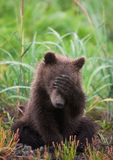 facepalm Photo Ours, Grizzly Bear Cub, Bear Photos, Bear Pictures, Animal Nature, Airbrush Art, Bear Cubs, Woodland Animal, Grizzly Bear