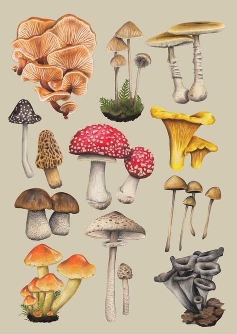 Study Illustration, Watercolour And Pencil, Mushroom Magic, Mushroom Paint, Pencil Artwork, Mushroom Drawing, Arte Van Gogh, Illustration Botanique, Vintage Mushroom