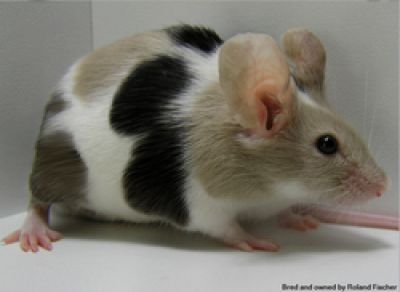 Mice Mice Pet, Fancy Mice, Pet Mouse, Fancy Mouse, Dumbo Rat, Harvest Mouse, Fancy Rat, Mouse Color, Pocket Pet