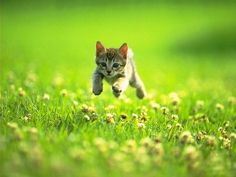 lovely A Cat, Running