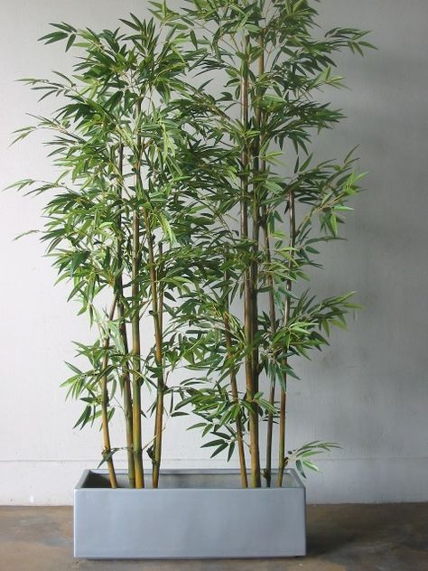 Bamboo in pots...for deck privacy (do you all see a trend here, lol) Yoga Patio, Indoor Bamboo, Hall Entrada, Long Planter, Bamboo In Pots, Apartment Balcony Garden, Deck Privacy, Outdoor Entrance, Backyard Balcony