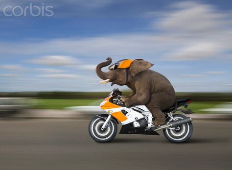 Elephant Rider Concept Art | Elephant riding motorcycle Funny Websites, Funny Elephant, Elephants Never Forget, Elephant Ride, Elephant Pictures, Elephant Walk, Elephants Photos, Funny Sites, Elephant Illustration