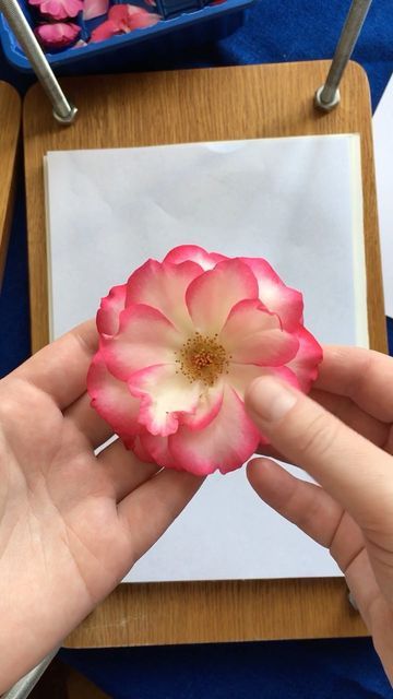 Irene on Instagram: "Let’s press some garden roses. I press almost all plants this way. I use a handmade wooden flower press. I put flowers between sheets of printer paper. Between each layer of flowers I put 4-5 sheets of thick paper. I use pastel paper. This thick paper will absorb the moisture that comes out of the flowers. If you press large flowers, carefully check the paper in the press for the first few days. If the paper is wet change it out for dry paper. Excess moisture kills the colo Hibiscus Flower Pressing, How To Press Large Flowers, Fresh Flowers In Resin, Resin Coated Flowers, Pressed Peonies Flower, Flower-shaped Resin Earrings With Pressed Flowers, Pressed Flower Crafts, Pastel Paper, Wooden Flowers