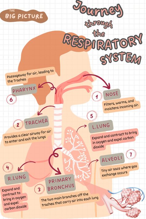 A brief overview of the function of each part of the respiratory system Reproduction System Anatomy, Upper Respiratory Tract Anatomy, Anatomy Of Respiratory System, Respiratory System Physiology, Parts Of Respiratory System, Respiratory System Nursing Notes, Medical Notes Ideas, Human Respiratory System Drawing, Science Respiratory System